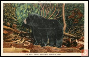 Black Bear, Great Smoky Mountains National Park