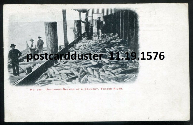 1576 - FRASER RIVER BC 1910s Unloading Salmon at Fish Cannery