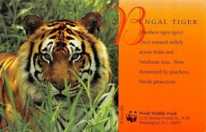 Washington DC ~BENGAL TIGER~Needs Protection WORLD WILDLIFE FUND Animal Postcard