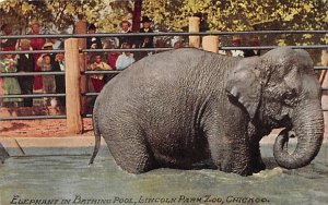 Elephant in Bathing Pool, Lincoln Park Zoo Chicago, Illinois, USA Elephant Un...