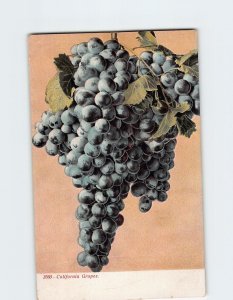 Postcard California Grapes, California