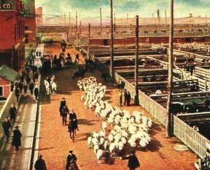 Exchange Avenue Stock Yards Chicago Illinois IL 1910 DB Postcard Robinson & Co