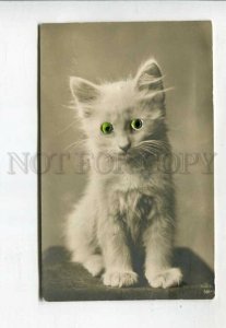 427306 White KITTEN Cat w/ Real TOY's EYES vintage PHOTO
