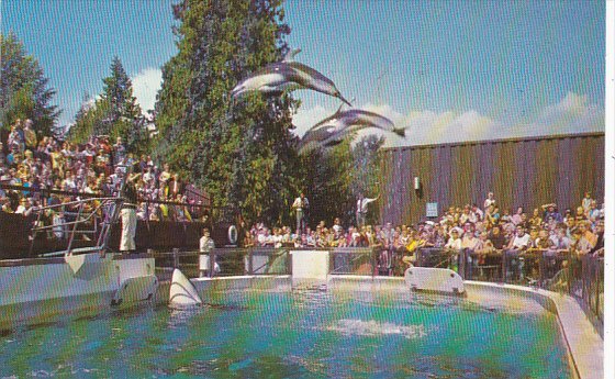 Two White Sided Dolphins Vancouver Public Aquarium British Columbia Canada