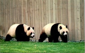 Giant Pandas National Zoological Park - [MX-647]