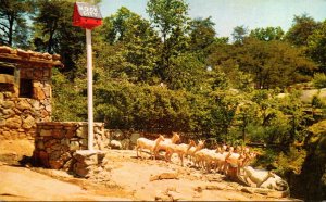 Tennessee Lookout Mountain Rock City The Deer Park