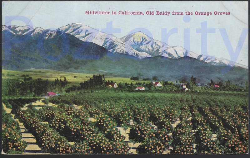 MIDWINTER IN CALIFORNIA  , OLD BALDYFROM ORANGE GROVE. CALIFORNIA