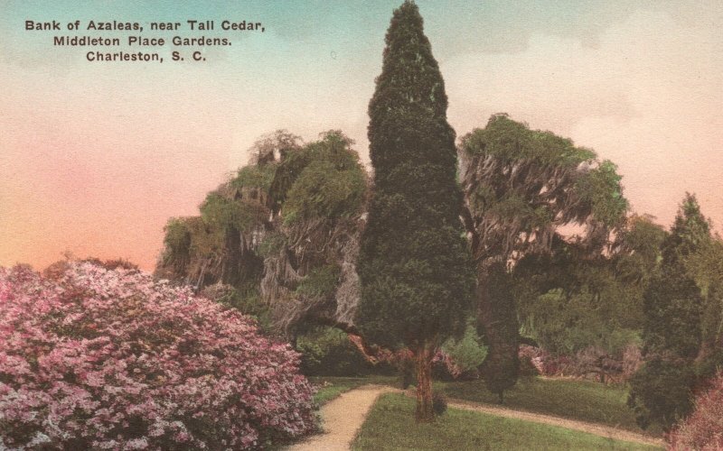 Vintage Postcard Bank of Azaleas Tall Cedar Middleton Place Garden Charleston SC