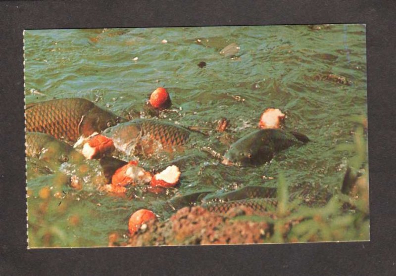 PA Mud Carp Fish Pymatuning Lake near Linesville Pennsylvania Postcard