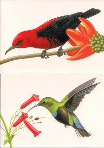 4 Tropical Birds Picture Postal Cards