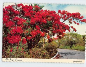 Postcard The Royal Poinciana