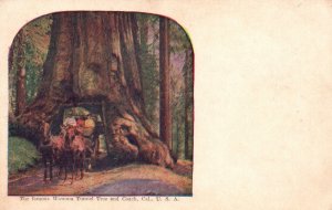 Vintage Postcard 1909 The Famous Wawona Tunnel Tree and Coach California CA