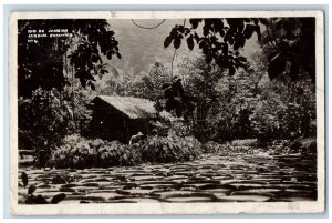 Rio De Janeiro Brazil Postcard Botanical Garden No. 4 c1920's RPPC Photo