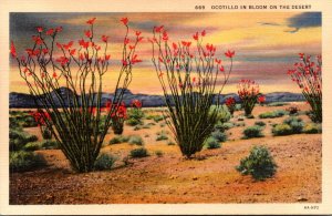 Ocotillo Cactus In Bloom On The Desert