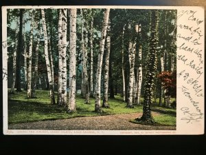 Vintage Postcard 1905 Among the Birches Green Island Lake George N.Y.