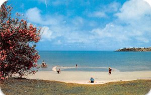 Bermuda Fishermen netting small fish for bait, Daniel's Head Bermuda Postcard