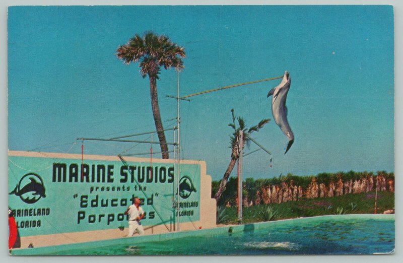 St Augustine FL~Marineland Trained Porpoise Highjumps~Standard Chrome Postcard