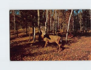 Postcard This majestic buck offers a perfect shot, Greetings From Cedarville, MI