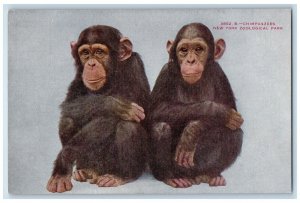 c1910's Chimpanzees New York Zoological Park Bronx New York NY Antique Postcard