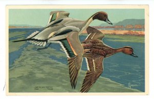 Birds - American Pintail Duck