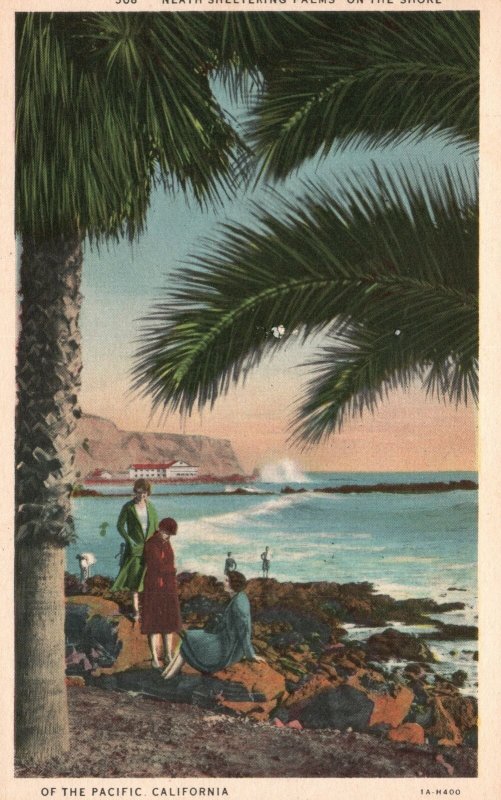 Vintage Postcard Bayfront View Beach And Palm Trees Of The Pacific California