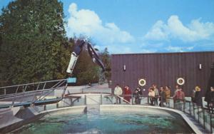 Splasher The Porpoise Vancouver BC Aquarium BC Dolphin Stanley Park Postcard D23