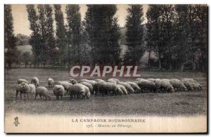 Old Postcard Campaign Bourbonnaise Sheep at Pasture Sheep