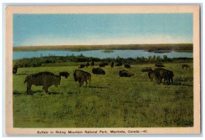 Onanole Manitoba Canada Postcard Buffalo in Riding Mountain National Park c1940s