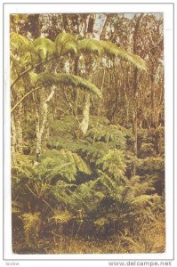 Hawaiian Fern Forests road to Kilauea, part of the Hawaii National Park, Isla...