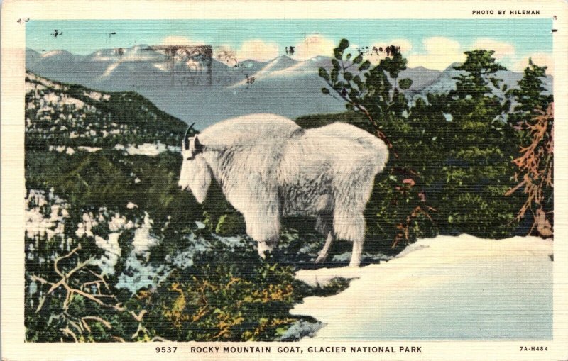 Rocky Mountain Goat Glacier National Park Montana Postcard