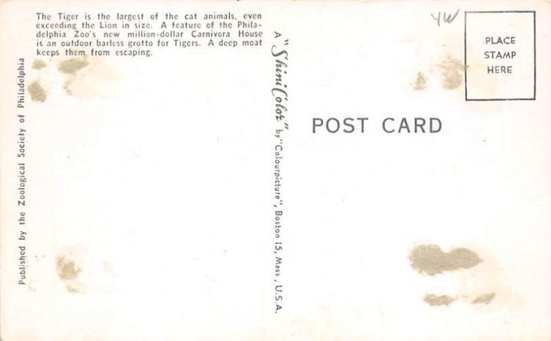 Tiger Philadelphia Zoo Tiger Unused 