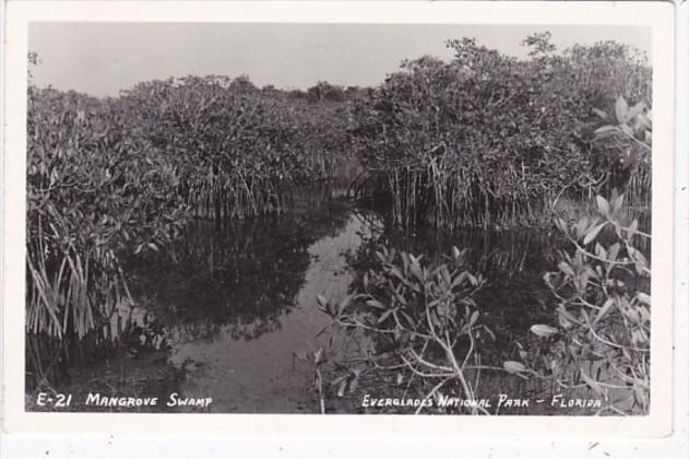 Florida Typical Mangrove Swamp Everglades National Park 1954 Real Photo