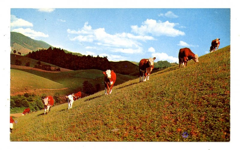 NC - Slope-Legged Beef Cattle