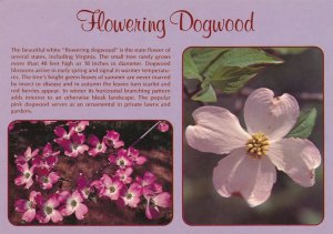 Flowering Dogwood Tree - State Flower of Virginia and North Carolina