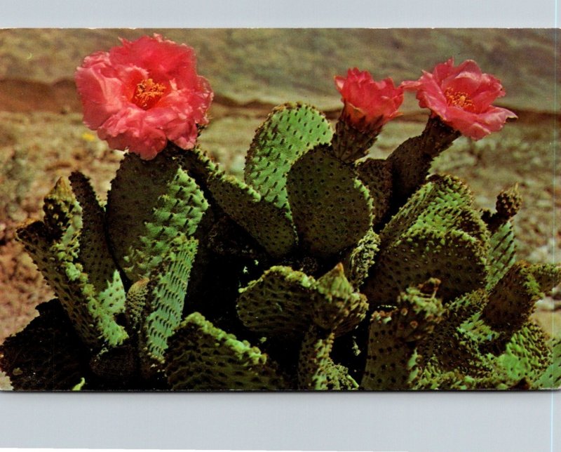 Magenta Beaver Cactus In Bloom