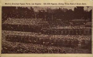 Worlds Greatest Pigeon Farm Los Angeles CA 1908