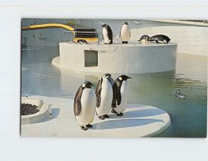 Postcard Portland's Penguins, Oregon Zoo, Portland, Oregon