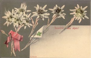 Edelweiss Flower, Alps, pre-1907, Swiitzerland, France, Alpine
