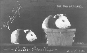 H96/ Mazomanie Wisconsin RPPC Postcard c1910 Guinea Pigs Easter Greet 150 