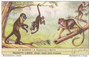 Liebig Trade Card S1603 Monkeys No 5 Cappuccino e Saimiri