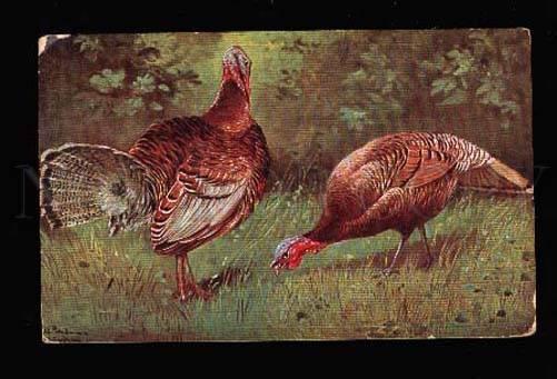 002941 Cute TURKEY-COCK by SCHONIAN vintage Color PC