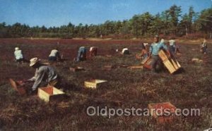 Picking Cranberries Farming, Farm, Farmer  Unused 