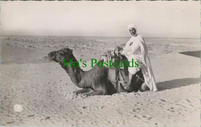 Animals Postcard - Camel - Scenes & Types D'Afrique Du Nord  RS26581