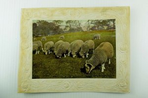 1907 Large Victorian Photo Card By Fred C. Lounsbury Sheep Grazing *T