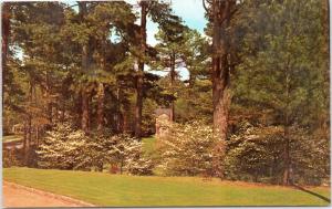 Atlanta Dogwood in bloom