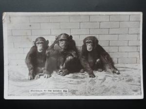 Three MONKEYS at the London Zoo 31st January 1913 RP Postcard