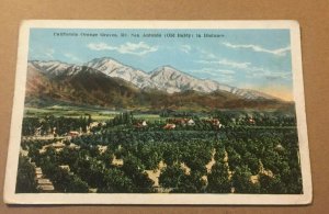 VINTAGE POSTCARD UNUSED ORANGE GROVES, OLD BALDY IN BACKGROUND, CAL.