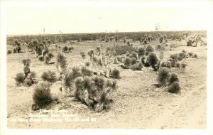 RPPC Postcard Desert Scene Southern New Mexico from Highway 70 & 80 Yuccas