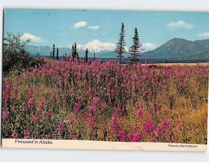 Postcard Fireweed in Alaska