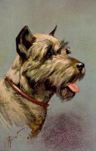 Dog - Pinscher (Schnauzer). Artist: I. Rivst